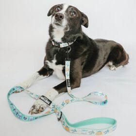 Ensemble de promenade STAR WARS The Child pour chiens