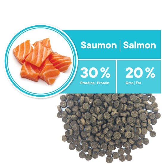 Healthy Skin and Coat Salmon Formula for Adult Cats Image NaN