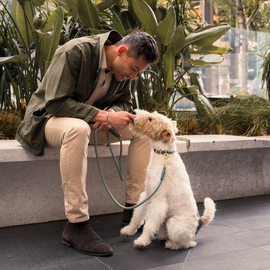 Laisse FuzzYard Life Atelier pour chiens, vert myrte Image NaN
