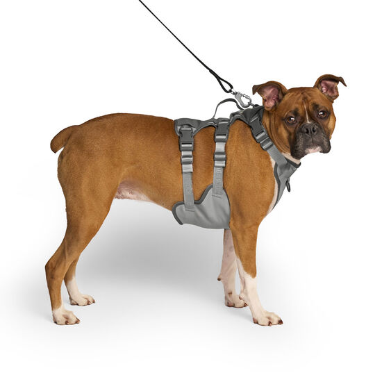 Harnais de refroidissement Max Chill pour chiens Image NaN