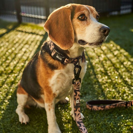 Collier en silicone Oasis pour chiens Image NaN