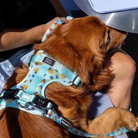 Harnais r&eacute;glable pour chiens