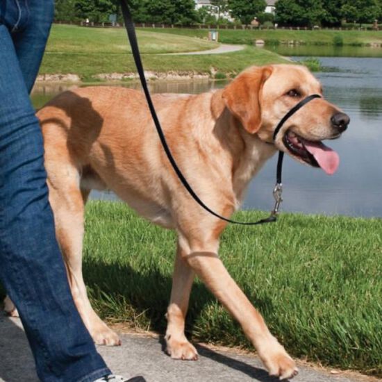 Easy Walk headcollar for dogs, black Image NaN