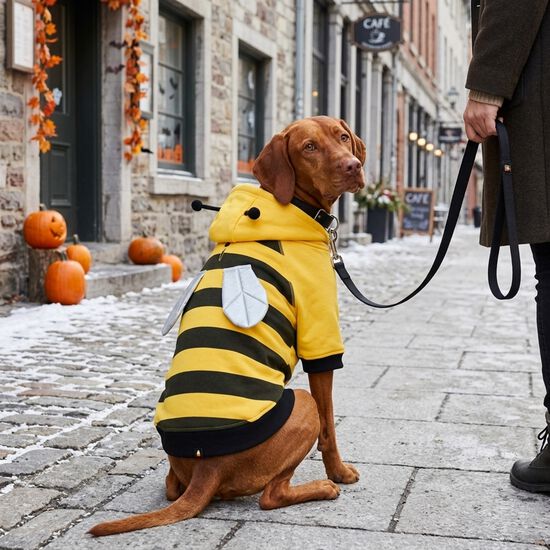 Moletton d'abeille avec capuchon et d&eacute;tails amusants pour chiens Image NaN
