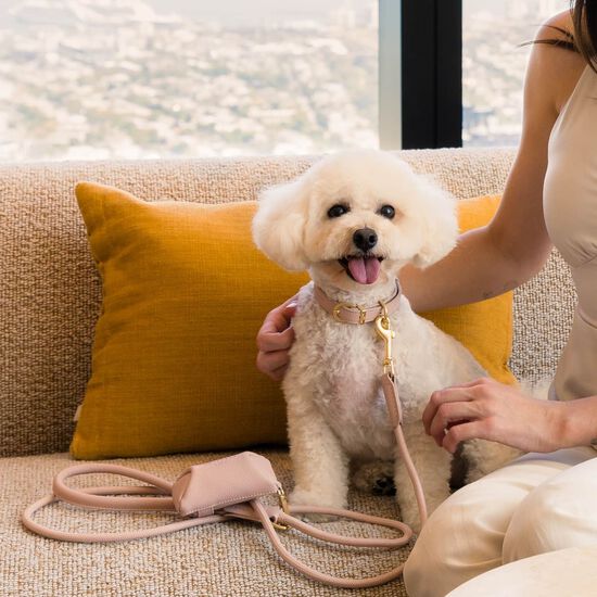 Laisse FuzzYard Life Atelier pour chiens, rose p&acirc;le Image NaN