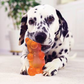 Spunky Bear Squeaky Toy for Dogs, Assorted colours