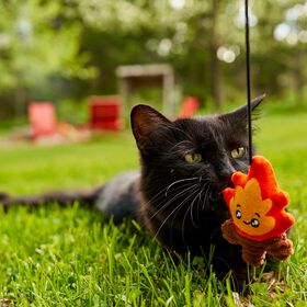 Agace-chat feu de joie