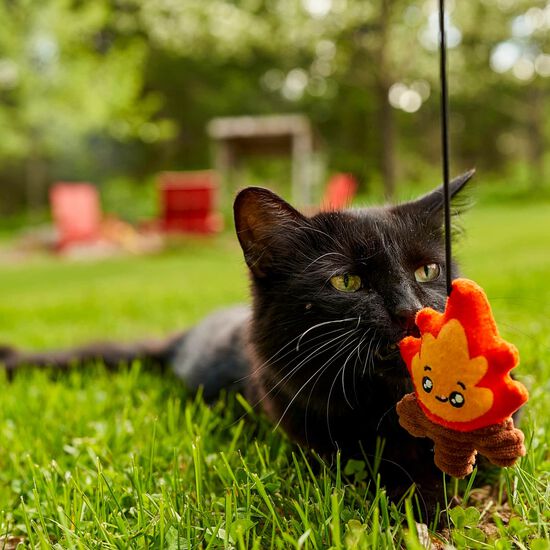 Agace-chat feu de joie Image NaN