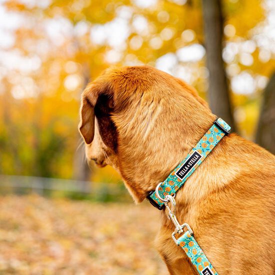 Collier réglable « Ollie Orange » pour chien Image NaN