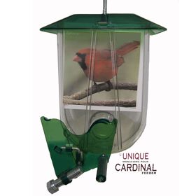 Unique mangeoire pour cardinal