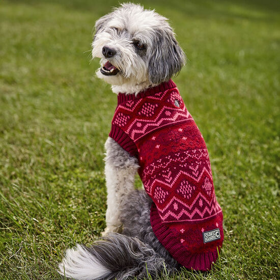 Chandail pour chiens Image NaN