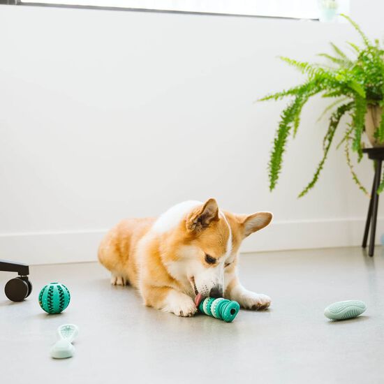 Balle dentaire distributrice pour chiens Image NaN