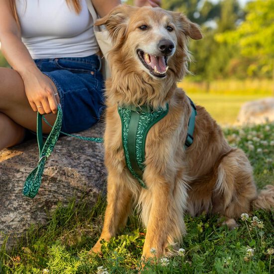 Harnais réglable pour chiens Image NaN