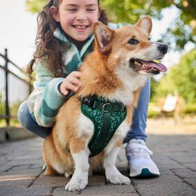 Harnais réglable pour chiens