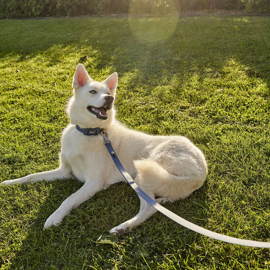 Laisse en silicone, Bleu coronet Image NaN