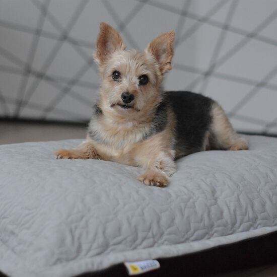 Cloud Pillow Classic Grey Image NaN