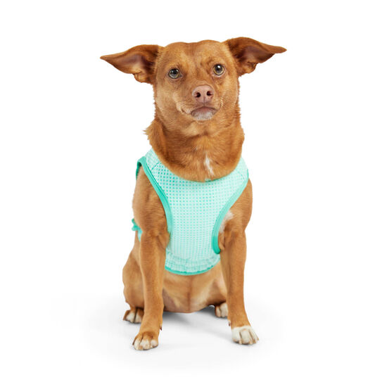 Ice Vest for Dogs Image NaN