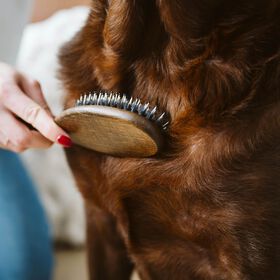 Soft Bristle Brush for Dogs