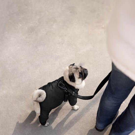 Harness Snowsuit for Dogs Image 5.0