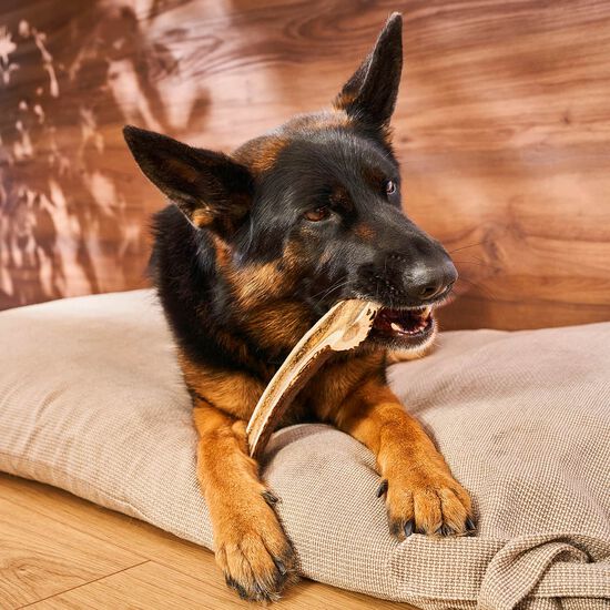Split Antler Chew for Dogs, XL Image NaN