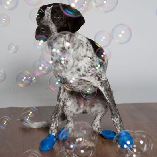 Bottes pour chiens imperm&eacute;ables en caoutchouc naturel, M Image NaN