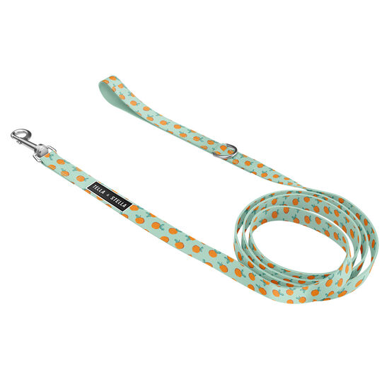 Dog Leash Image NaN