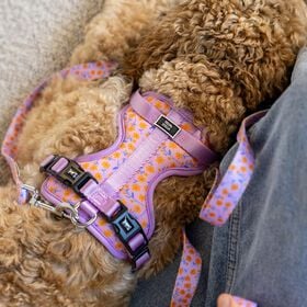 Harnais r&eacute;glable pour chiens