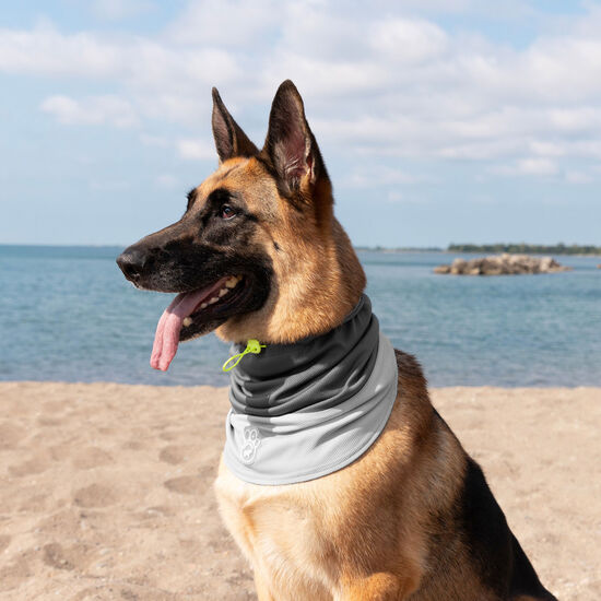 Max Chill Cooling Snood for Dogs Image NaN