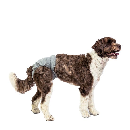 PoochPants Diaper for Dogs Image NaN