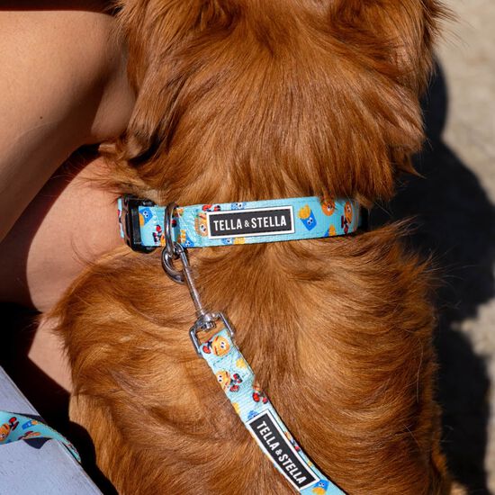 Laisse pour chiens Image NaN