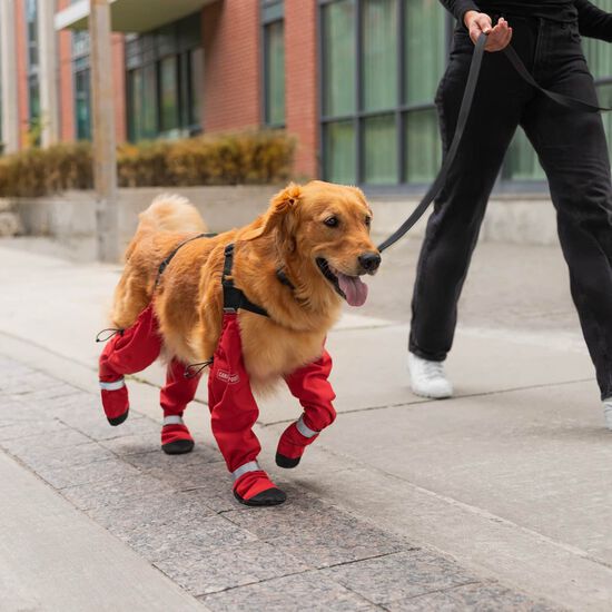 Bottes &agrave; bretelles pour chiens Image NaN