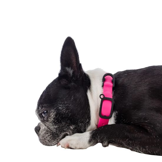 Collier ajustable pour chien, P Image NaN