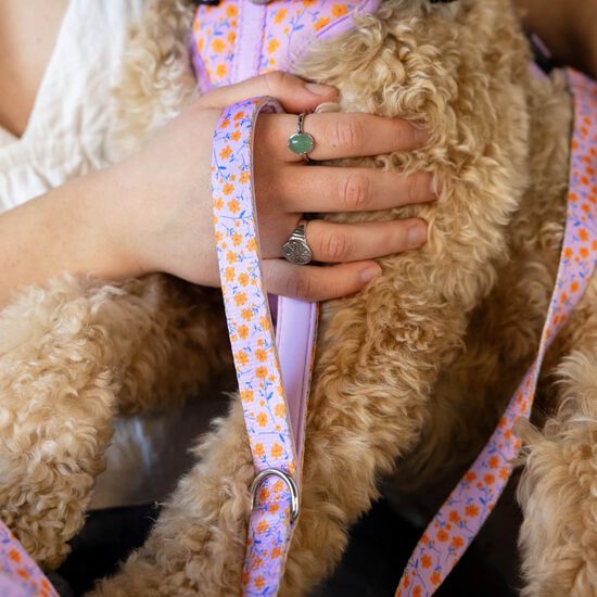 Laisse pour chiens, moyen Image NaN