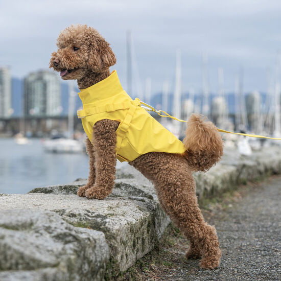 Imperméable avec harnais pour chiens Image NaN