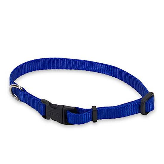 Blue nylon collar Image NaN