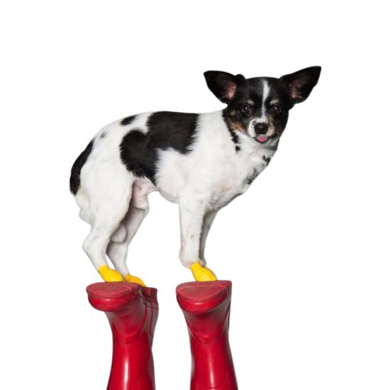 Natural Rubber Waterproof Dog Boots, 2XS Image NaN