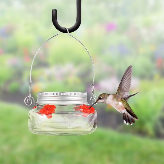 Mangeoire à oiseaux en pot Mason pour colibris Image NaN