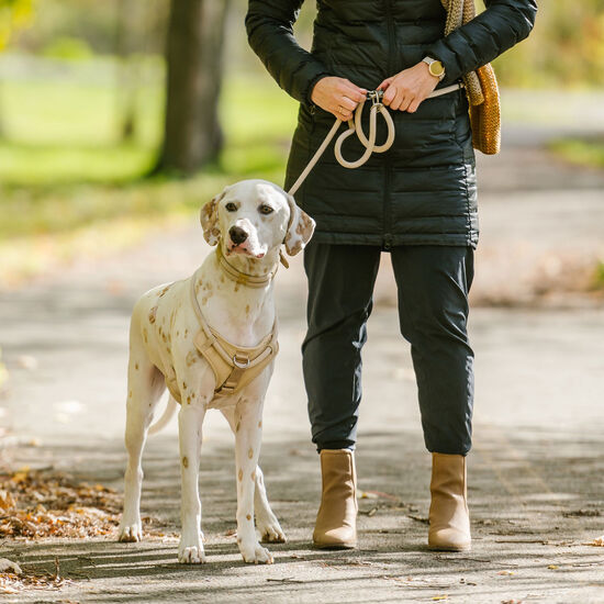Luxury Rope Collar for Dogs, Sand Image NaN
