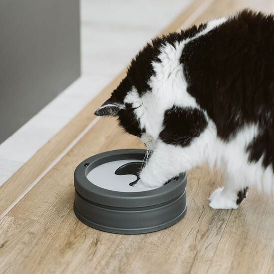 Intellikatt 2.0 Image NaN