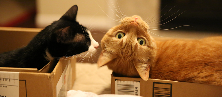 Deux chats dans des boites