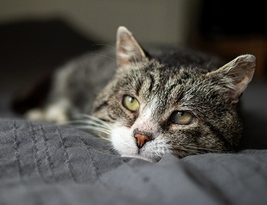 tabby cat staring ahead