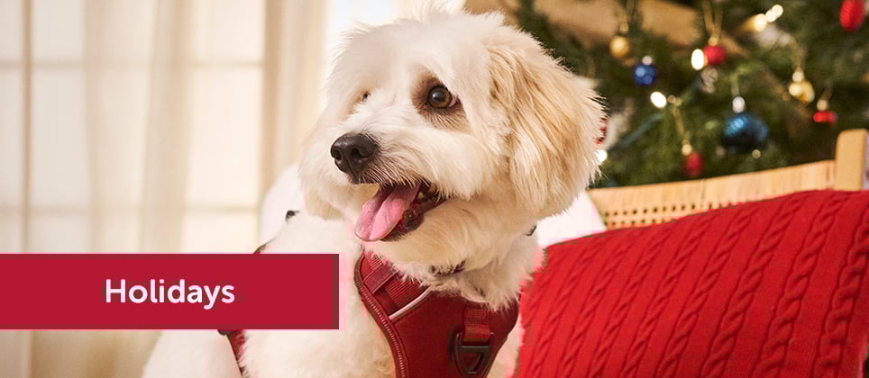 10 best gift ideas for dogs exclusively at Mondou