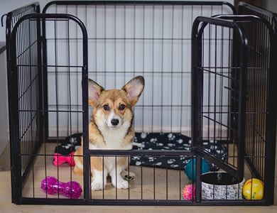 L’utilisation sécuritaire de la cage pour les chiens 