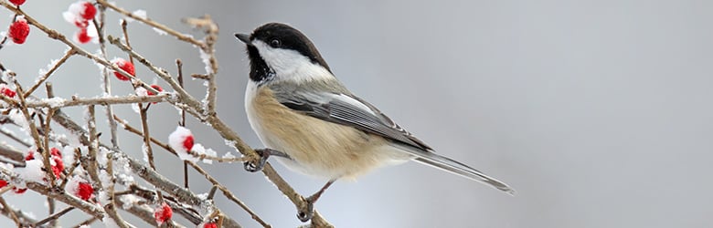 Mésange à tête noire