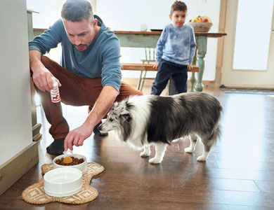 man feeding a shetland shepherd in a kitchen with a child in the background