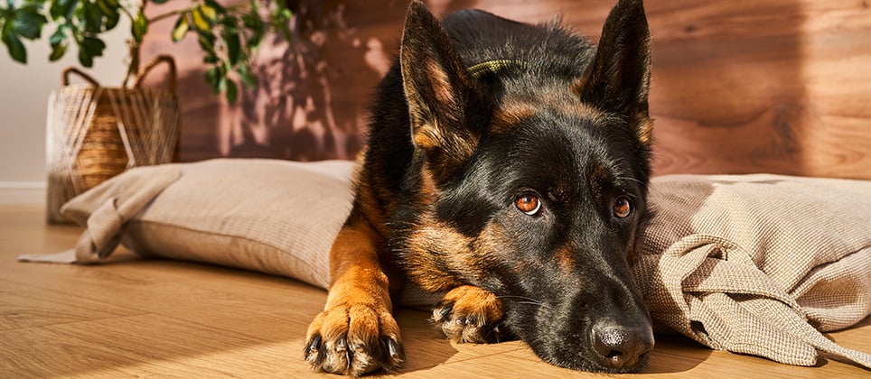 La toux de chenil : sympt&ocirc;mes, traitement et pr&eacute;vention