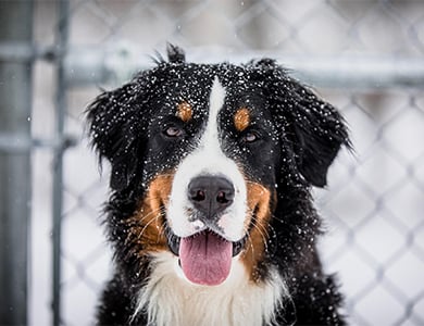 bernese mountain dog