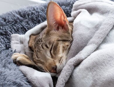 sleeping oriental shorthair cat