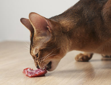 Végétarisme : le chien omnivore, le chat carnivore!