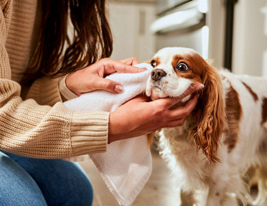 cavalier king charles dog getting his eyes cleaned